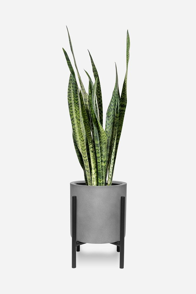 Snake plant psd mockup in a pot