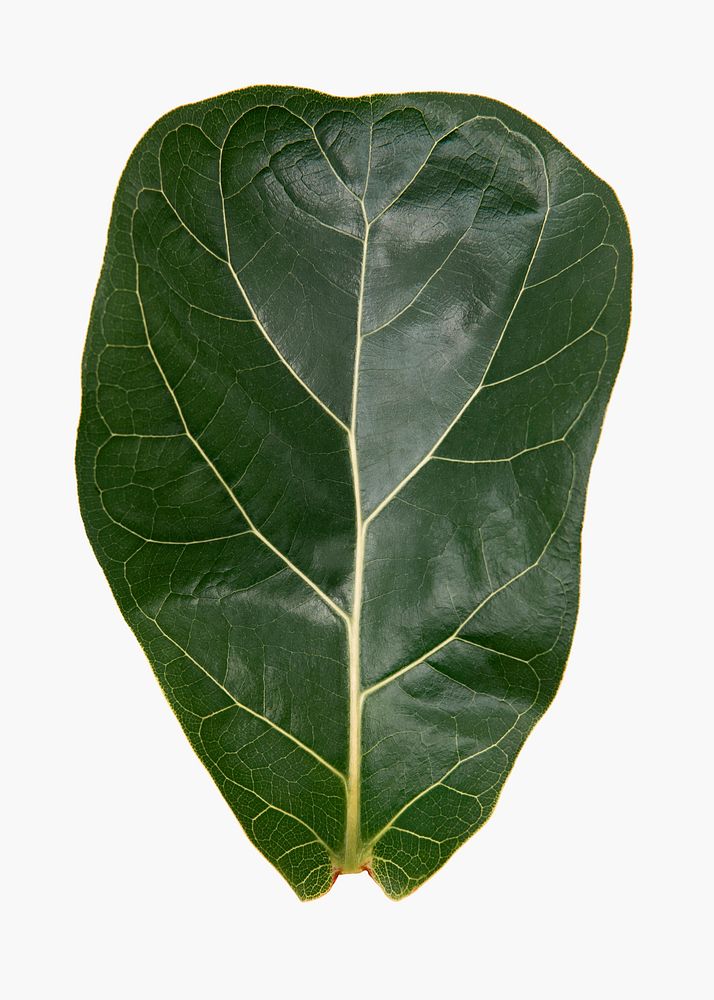Fiddle leaf fig plant leaf on white background