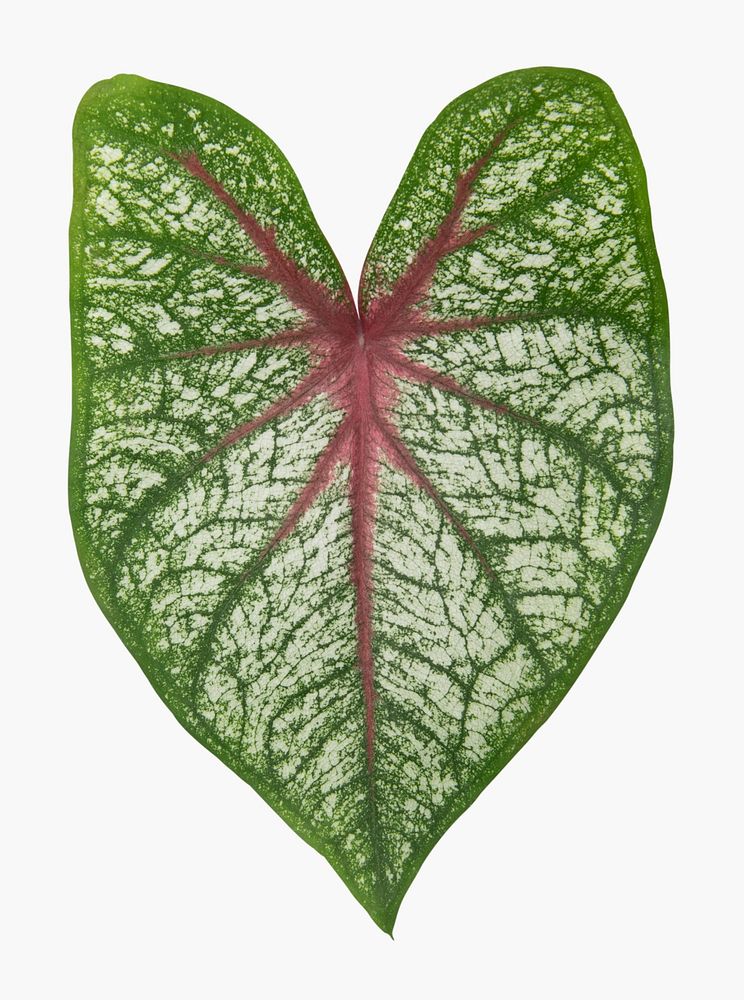 Anthurium leaf psd plant mockup