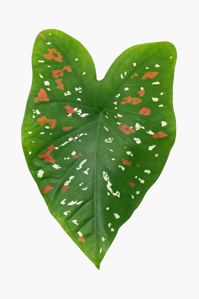 Caladium bicolor leaf psd