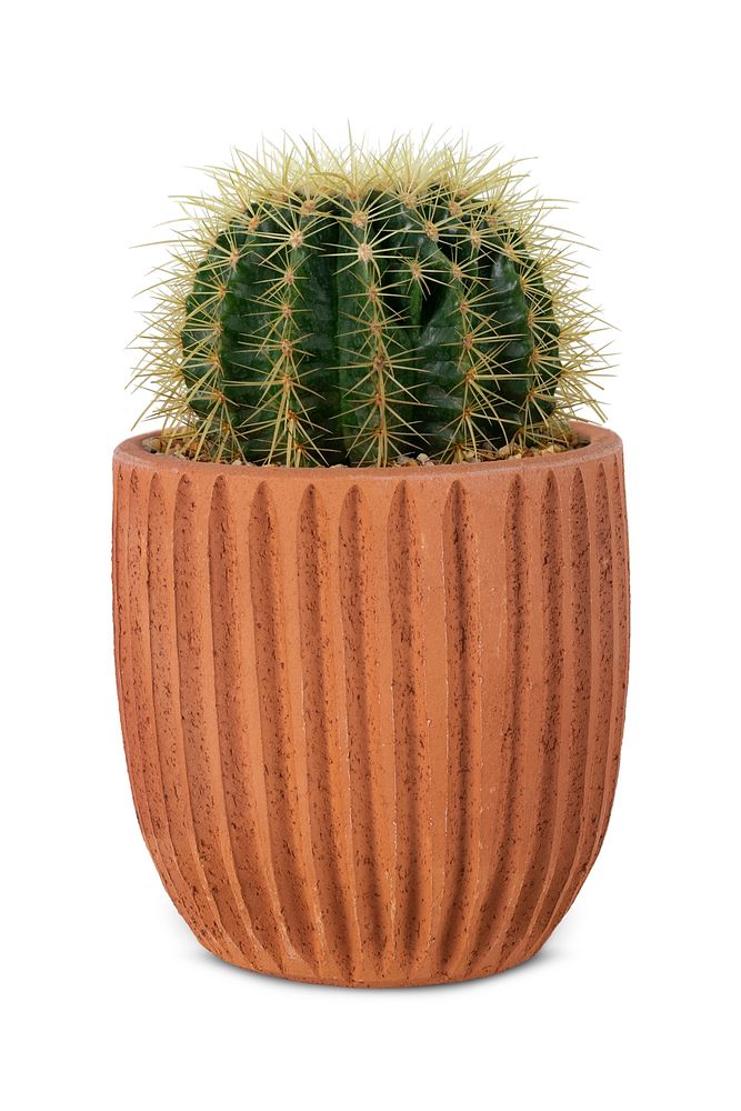 Barrel cactus mockup psd in a terracotta pot