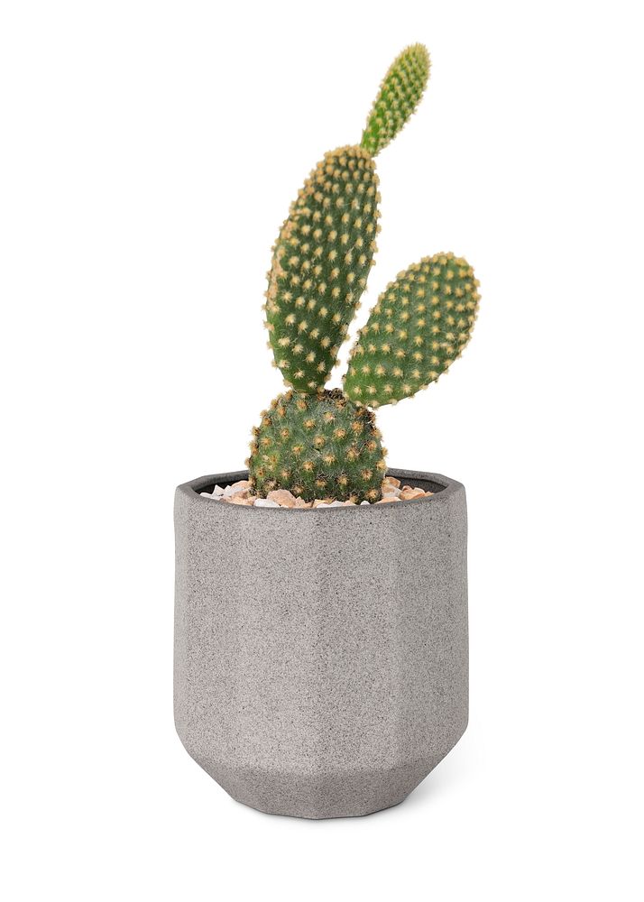 Bunny ears cactus psd mockup in a pot