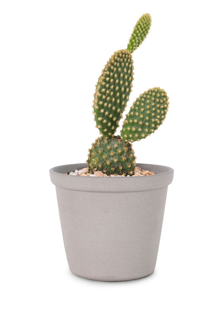 Bunny ears cactus psd mockup in a gray pot