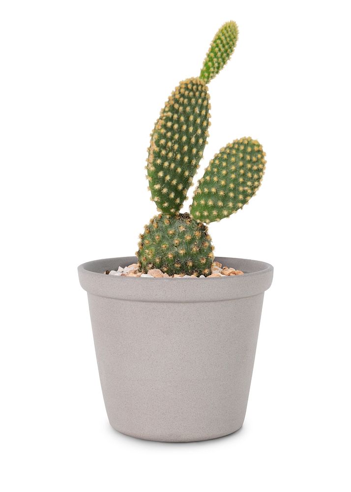 Bunny ears cactus in a gray pot