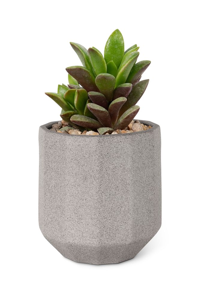 Succulent plant mockup psd in a small gray pot