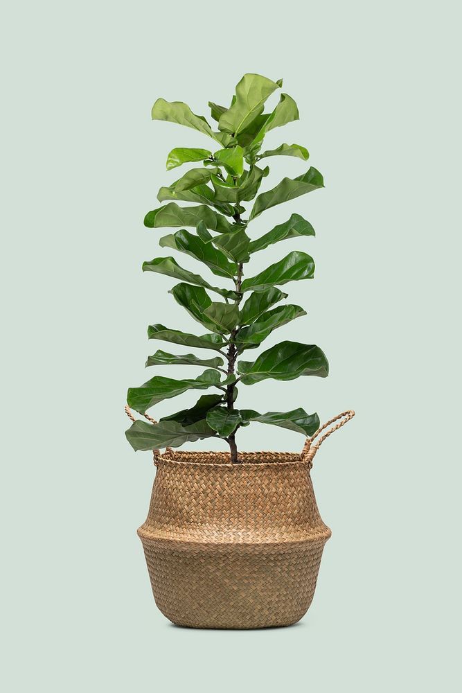 Fiddle leaf fig mockup psd plant in a pot