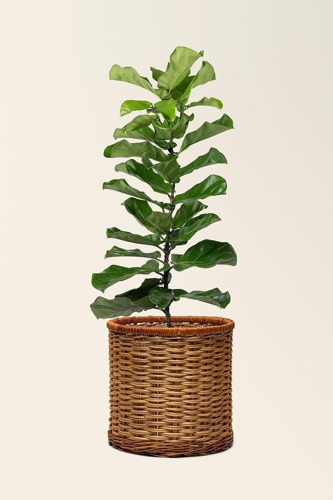 Fiddle leaf fig mockup psd plant in a pot