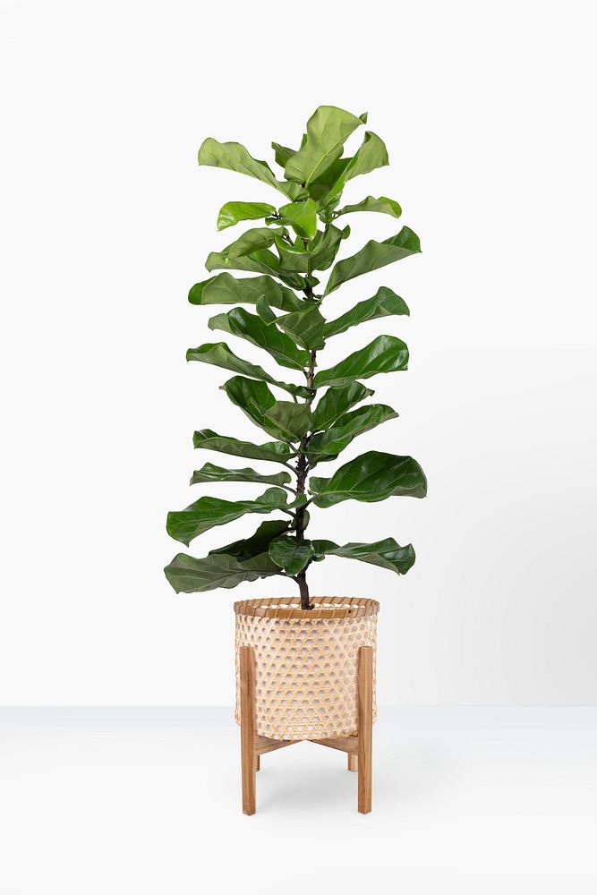 Fiddle leaf fig mockup psd plant in a pot