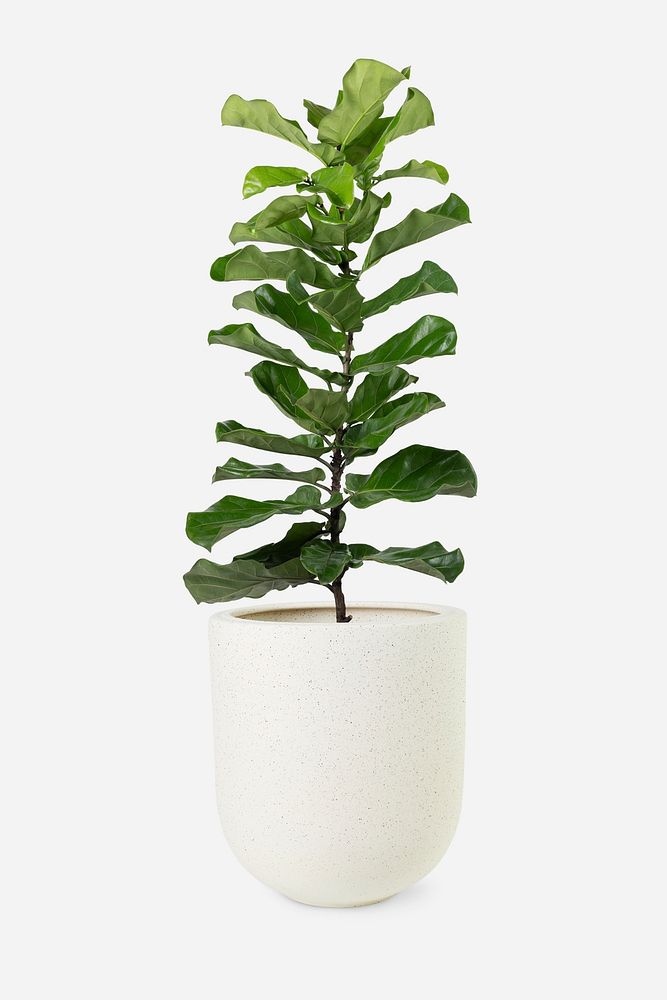 Fiddle leaf fig mockup psd plant in a pot