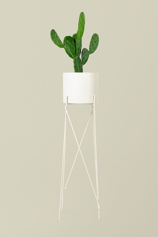 Cereus cactus plant psd mockup in a pot on a stand