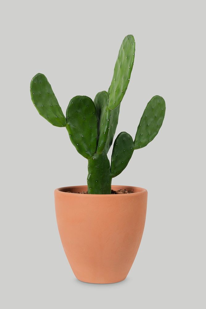 Bunny ear cactus psd mockup in a terracotta pot