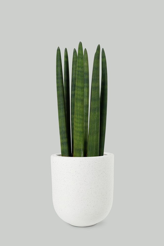 Cylindrical snake plant psd mockup in a white pot