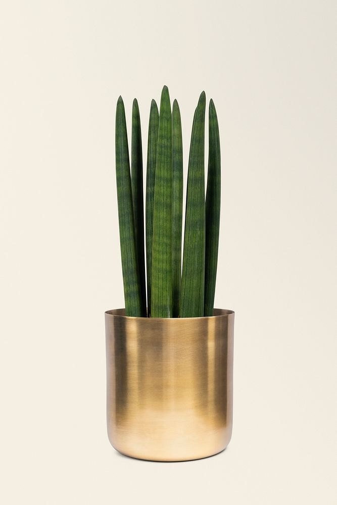 Houseplant mockup psd in a brass plant pot