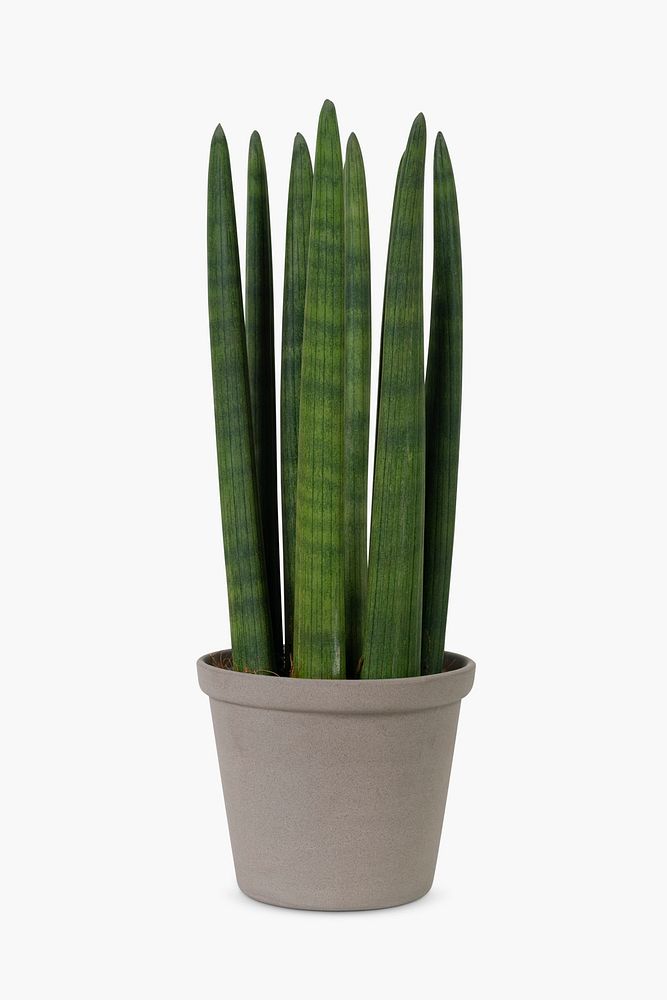 Cylindrical snake plant psd mockup in a gray pot