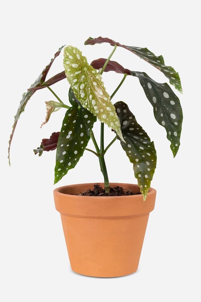 Polkadot begonia plant mockup psd in a terracotta pot home decor object