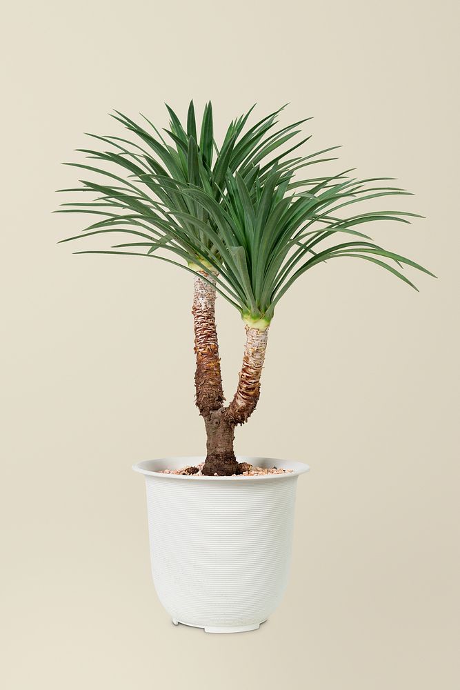 Agave tree plant psd mockup in a white pot