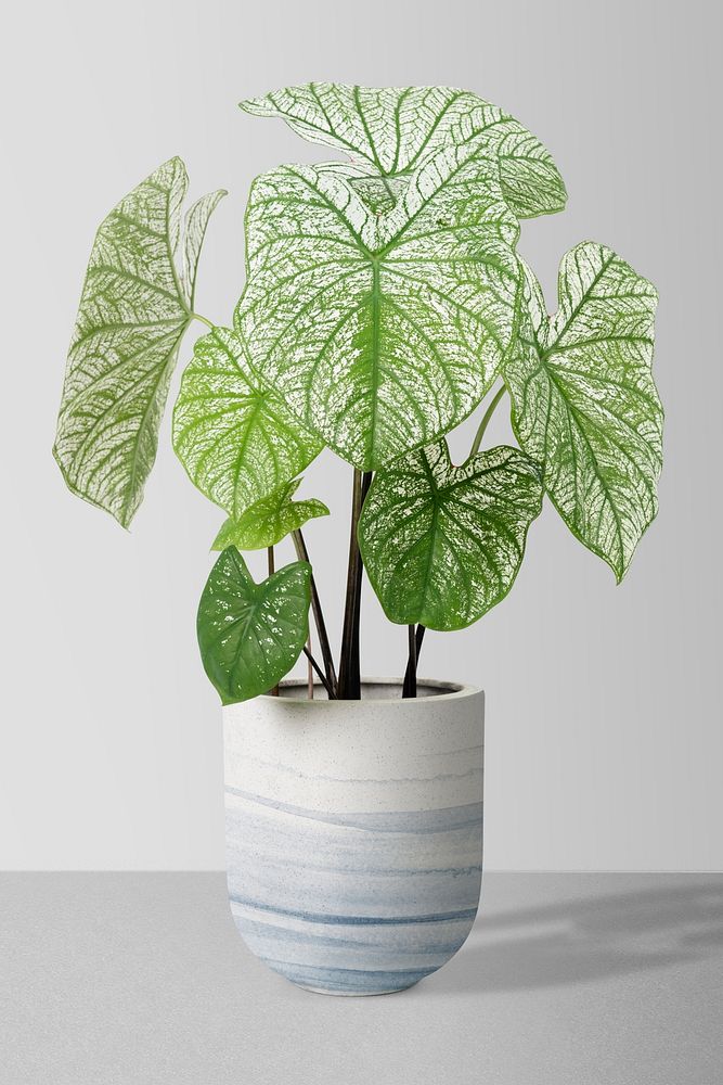 Caladium potted plant, home decor