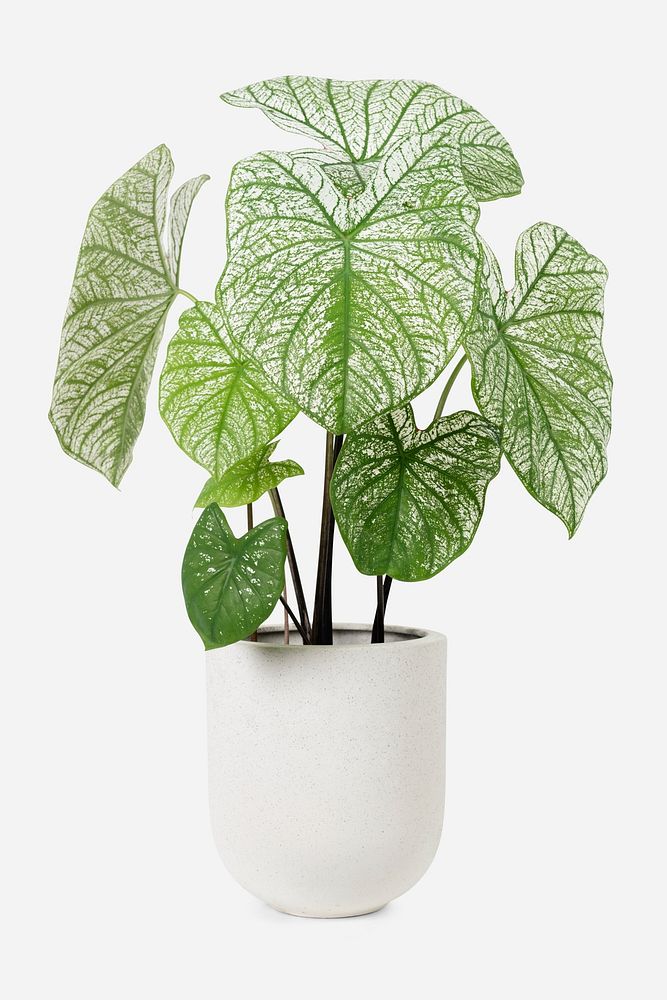 Caladium potted plant psd