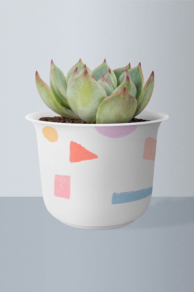 Succulent plant psd mockup in a cute pot