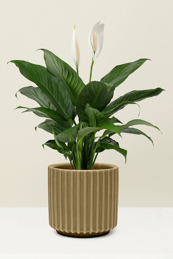 Peace lily plant psd mockup in a pot