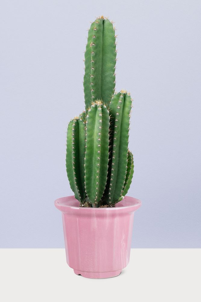 Cereus Cactus psd plant mockup in a pot