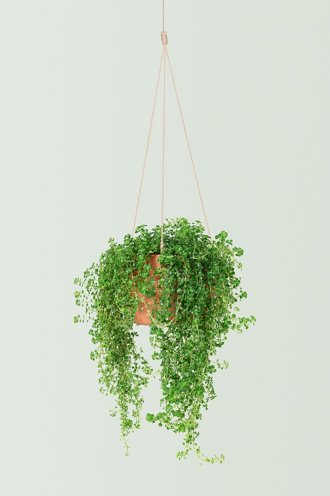 Angel vine psd mockup indoor hanging plant