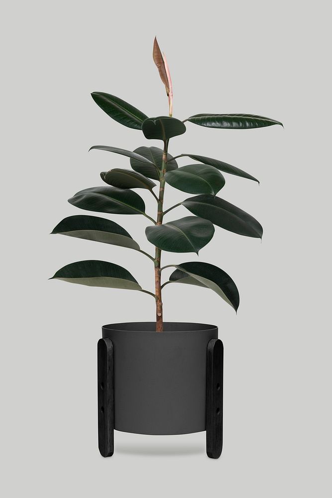 Rubber plant psd mockup in a pot
