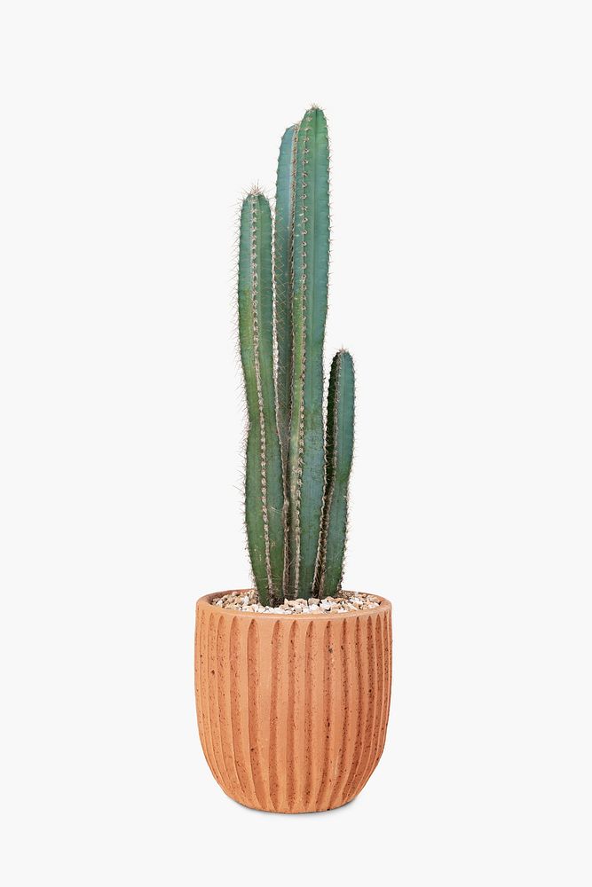 Cereus Cactus psd plant mockup in a pot