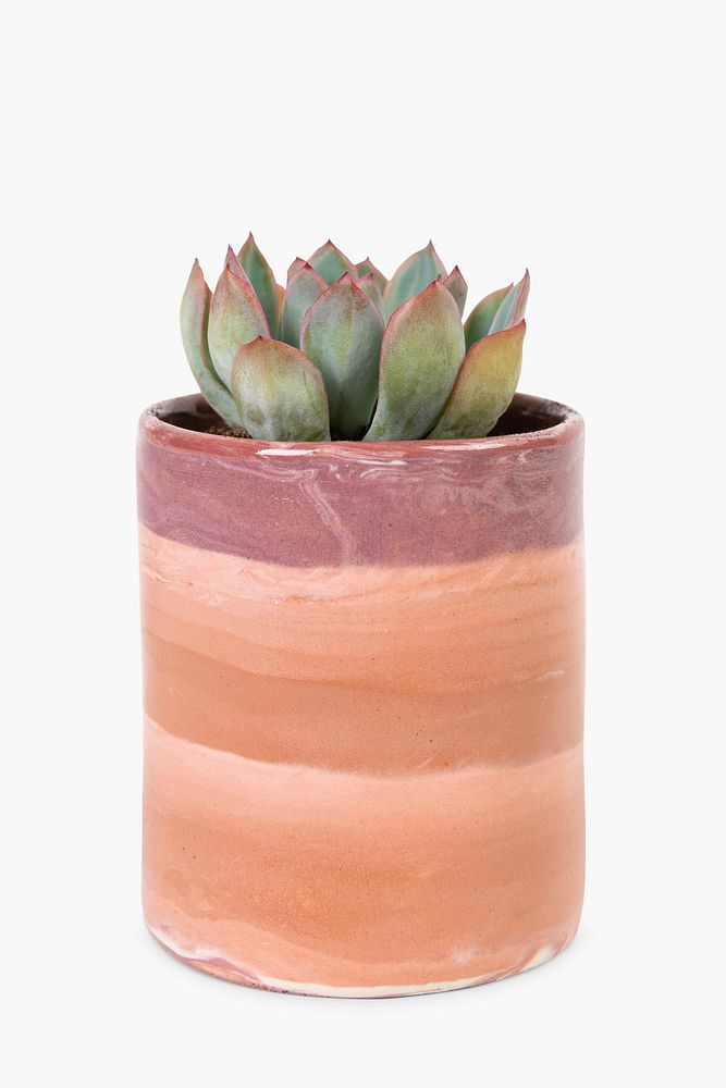 Succulent plant psd mockup in a terracotta pot home decor object