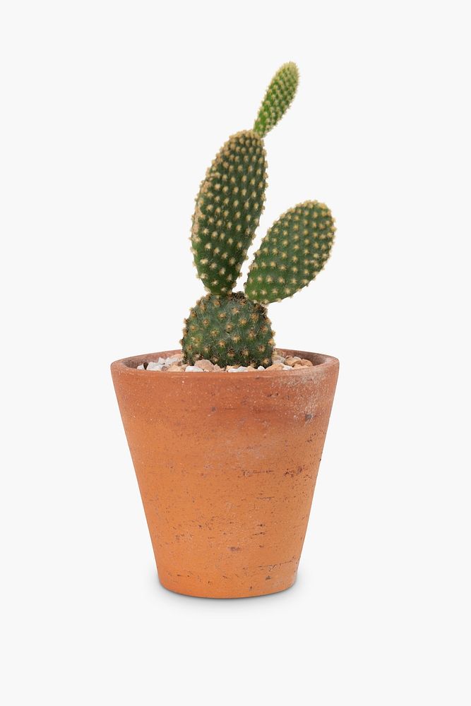 Bunny ear cactus psd mockup in a terracotta pot