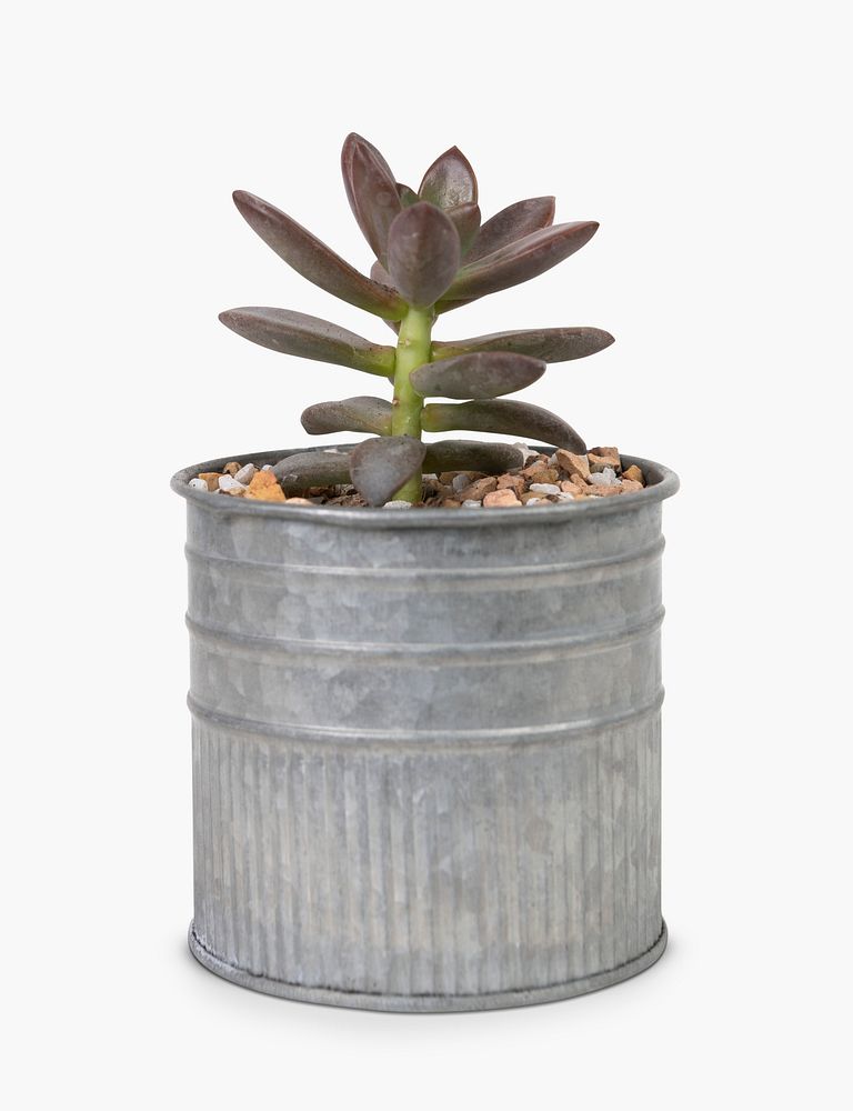 Succulent plant in a small in can