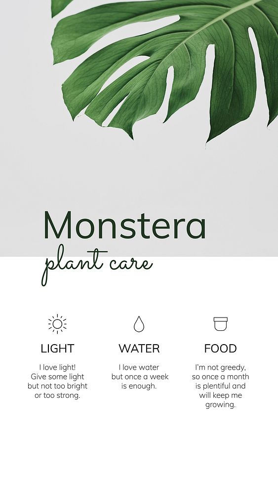 Houseplant template vector Monstera plant care