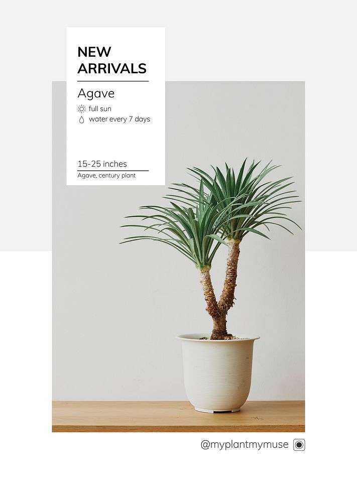 New arrivals template vector with agave tree