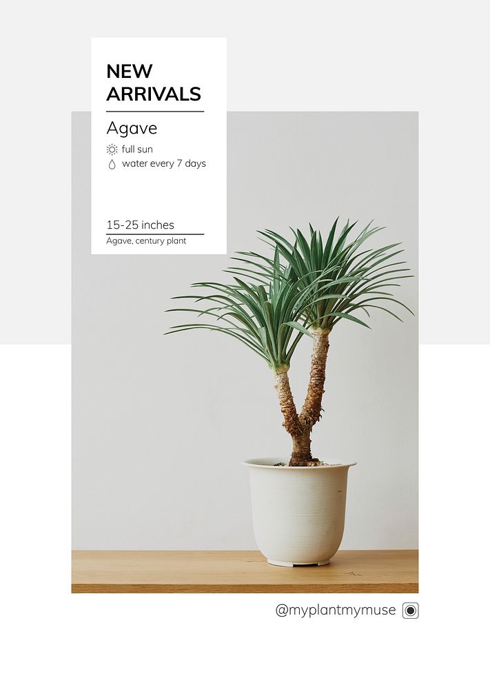 New arrivals template psd with agave tree