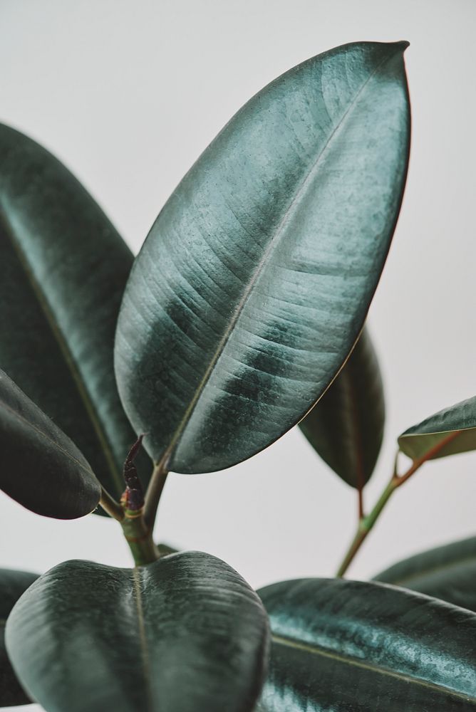Rubber plant leaves on gray background