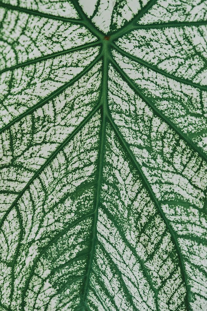 Caladium leaf, plant background