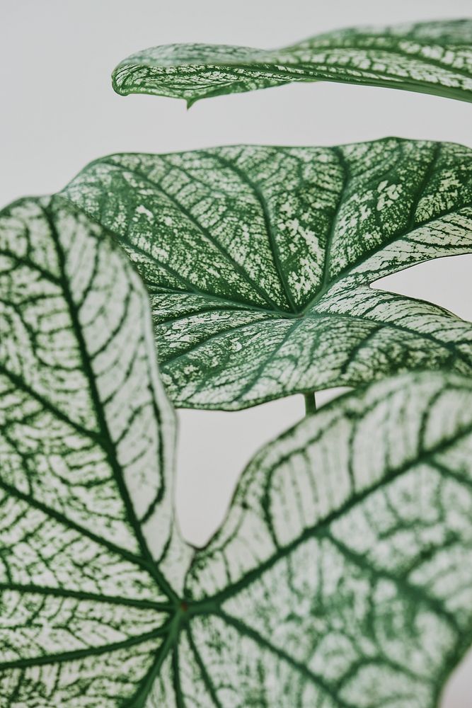 Caladium leaf, plant background