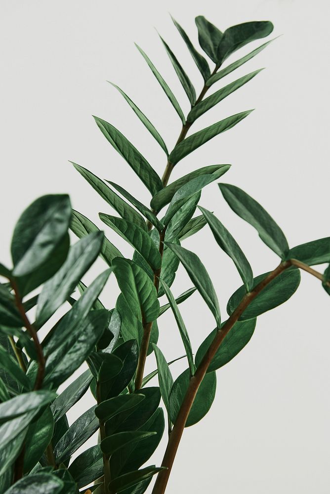 ZZ plant on light gray background