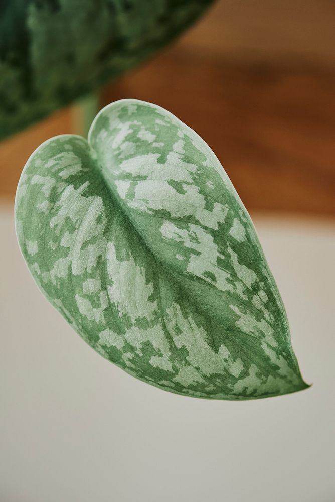 Faux watermelon peperomia plant leaf close up