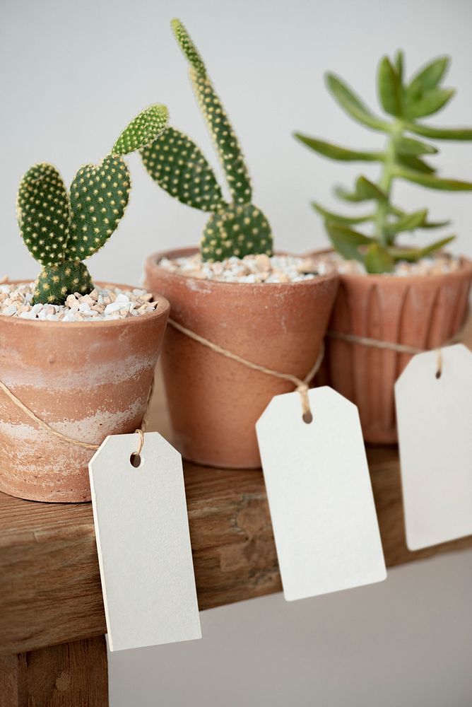 Cute cacti in terracotta pots with blank paper labels