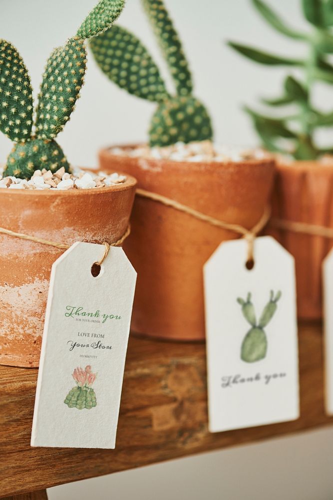Cute cacti in terracotta pots with paper labels