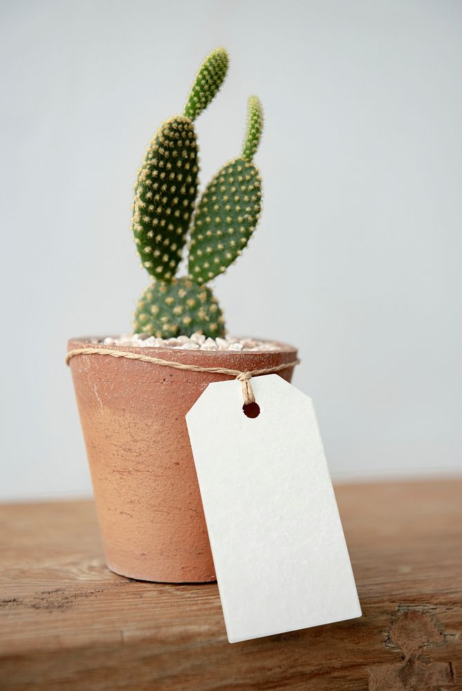 Cute cactus in terracotta pot with blank paper label