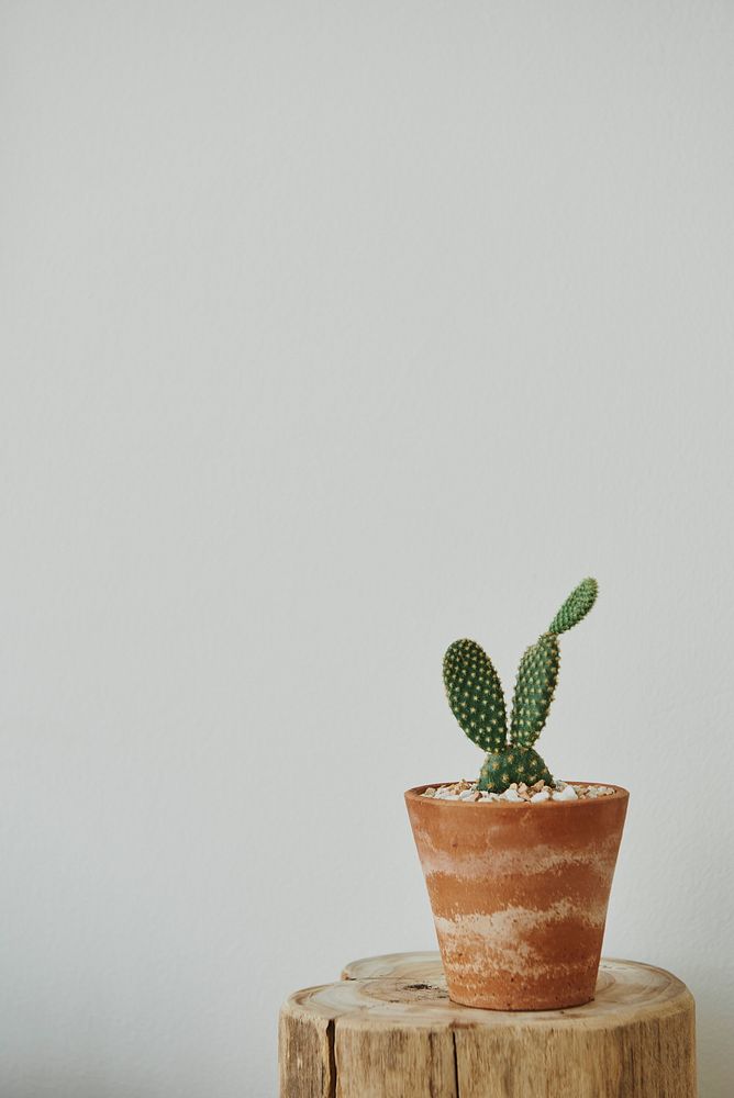 Aesthetic home with cactus on a wooden stool