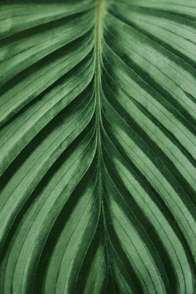 Green leaf close up background