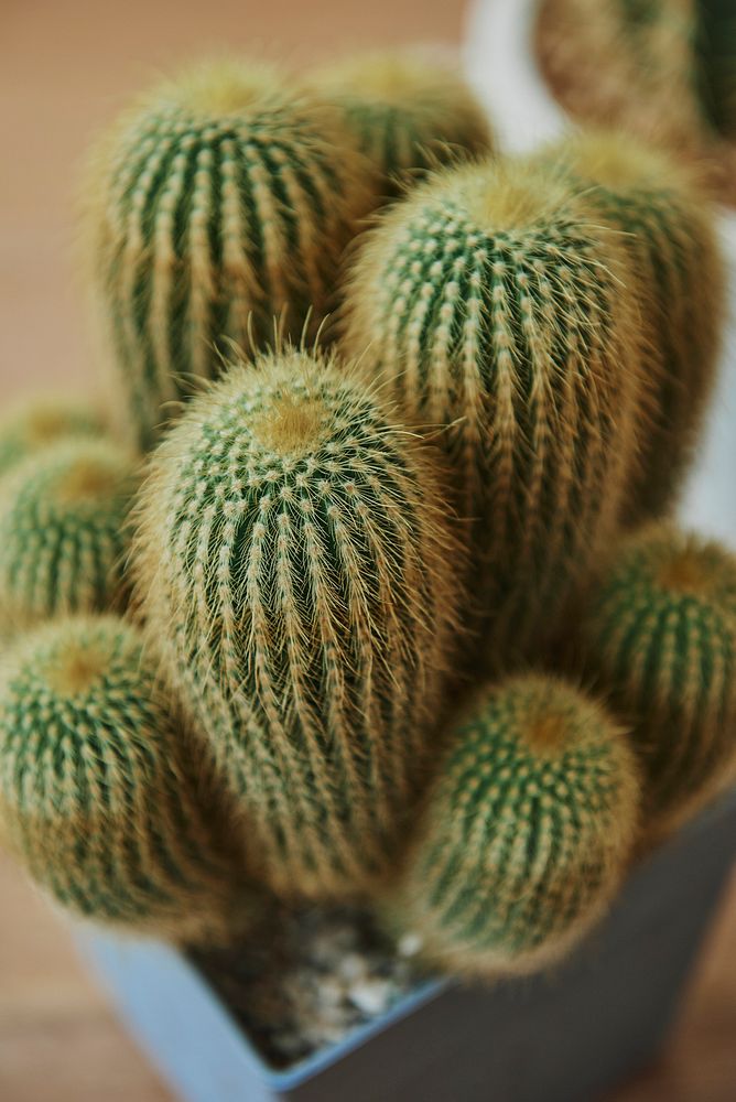 Sea sand cactus mockup in a pot