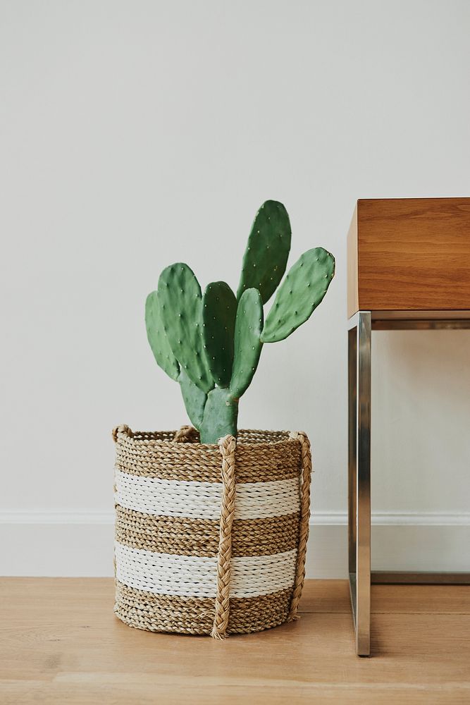 Cactus in an African woven basket