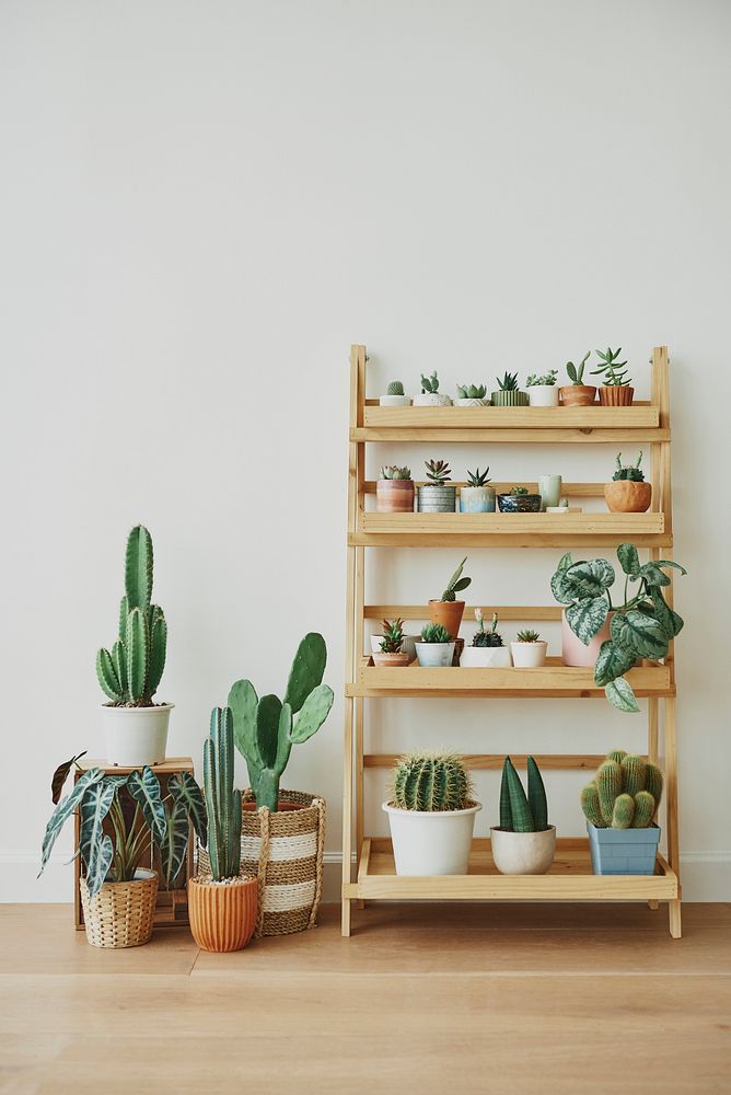 Wooden plant shelf with cute small cacti
