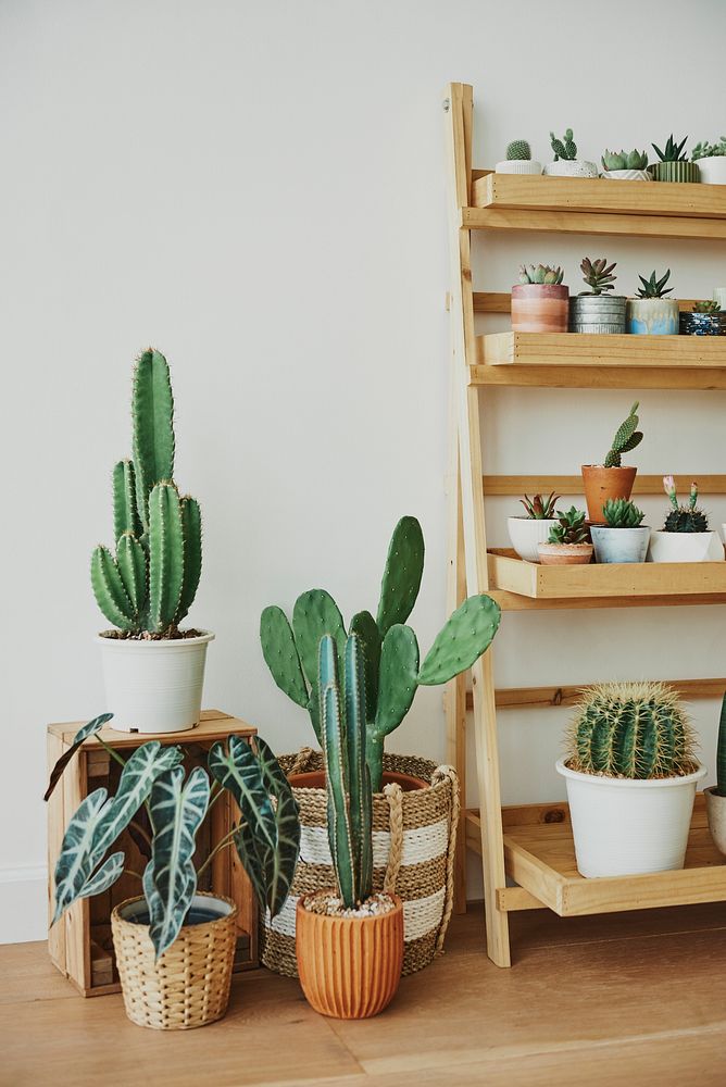 Wooden plant shelf with cute small cacti
