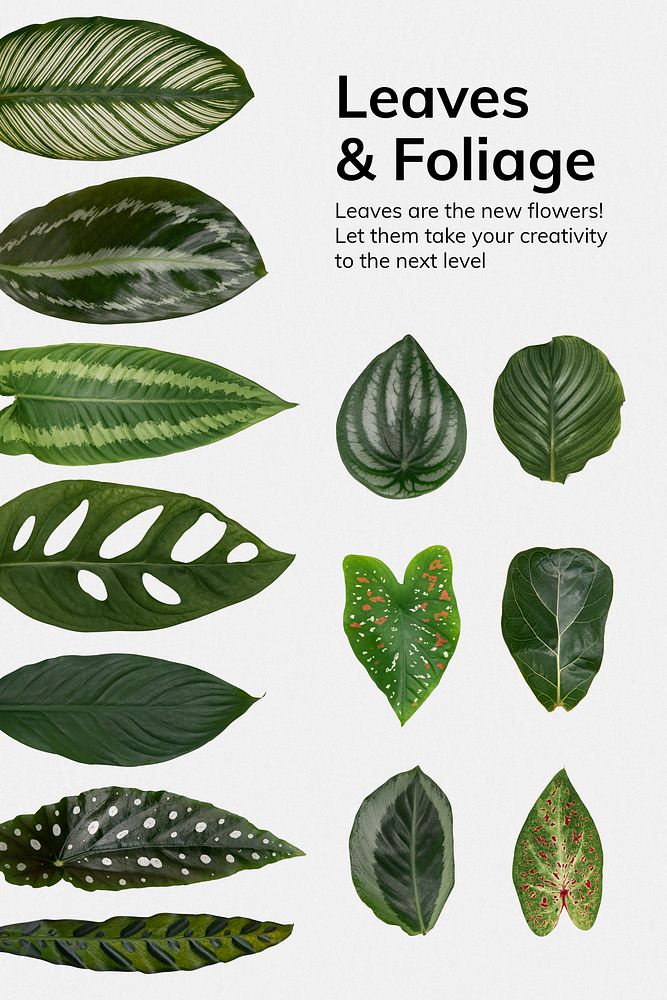 Leaves and foliage poster