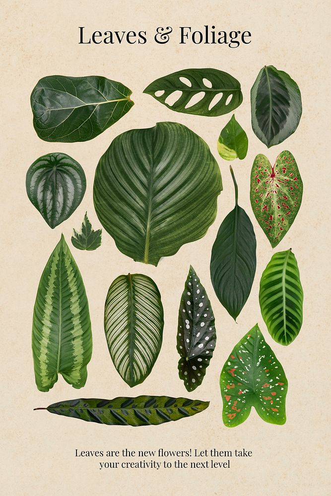 Leaves and foliage poster